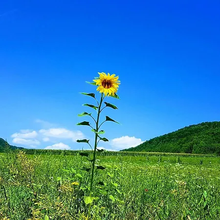 דירה Sonnenbuehl & Garden An Den Thermen '35c' *
